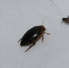 Coptotomus