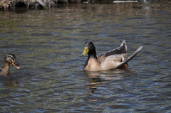 Anas platyrhynchos