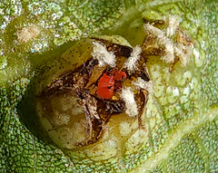 Phylloxera russellae