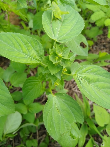 Acalypha aliena (Acalypha aliena)