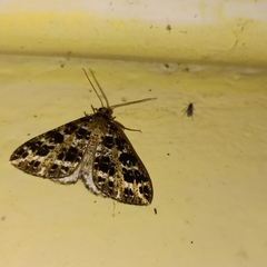 Arichanna interplagata