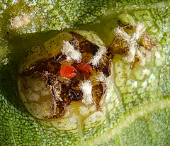 Phylloxera russellae