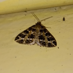 Arichanna interplagata