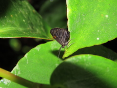 Sangalopsis microleuca
