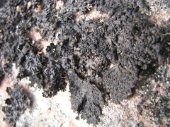 Umbilicaria torrefacta