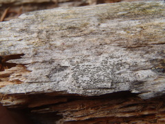 Buellia griseovirens