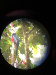 Trogon mesurus