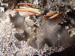 Umbilicaria proboscidea