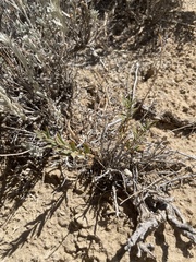 Brickellia oblongifolia
