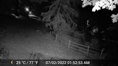 Odocoileus virginianus