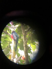 Trogon mesurus