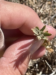 Brickellia oblongifolia