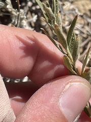 Brickellia oblongifolia