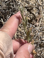 Brickellia oblongifolia