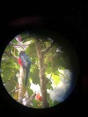 Trogon mesurus