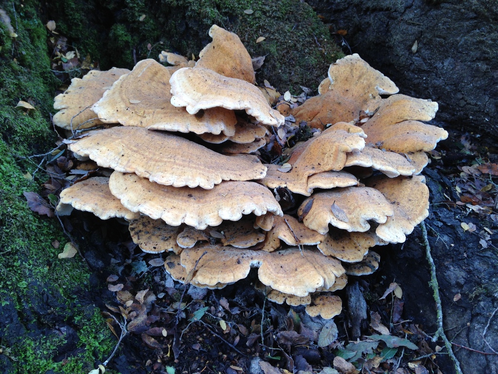 Bondarzewia guaitecasensis · May 2015 · photo: © nitsuga74 (iNaturalist, cc-by)
