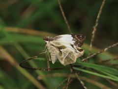 Heliopetes laviana
