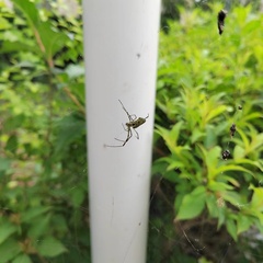 Trichonephila clavata