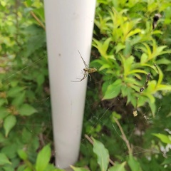 Trichonephila clavata