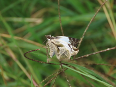 Heliopetes laviana