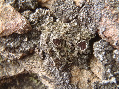 Phaeophyscia constipata