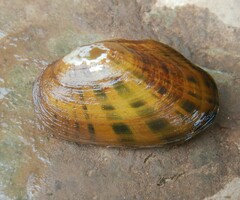 Cambarunio taeniatus