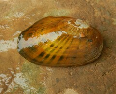 Cambarunio taeniatus