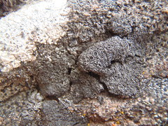 Phaeophyscia decolor