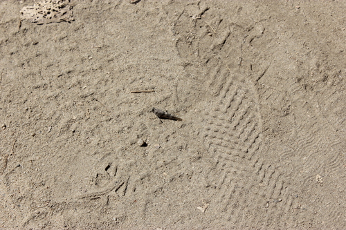 iNaturalist observation photo of Pallid-winged Grasshopper