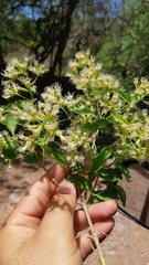 Koanophyllon albicaule