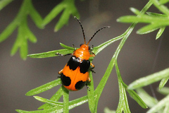 Aulacophora hilaris