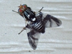 Rhagoletis pomonella