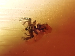 Rhagoletis pomonella