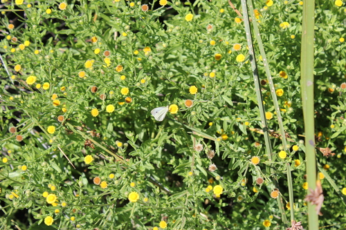 iNaturalist observation photo of Small White