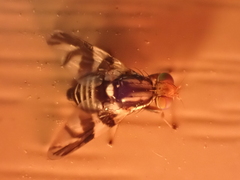 Rhagoletis pomonella