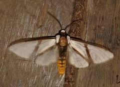 Turuptiana