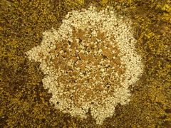 Lecanora argentata