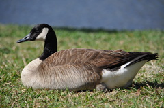 Branta canadensis