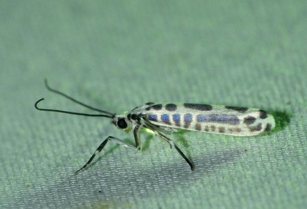 Atteva zebrina