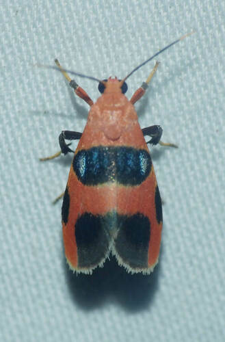 Talara megaspila