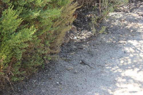 iNaturalist observation photo of Western Fence Lizard