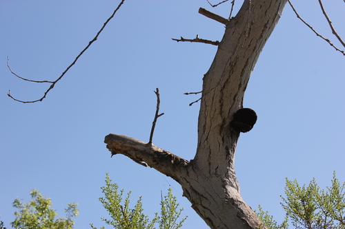 iNaturalist observation photo of Mushrooms, Bracket Fungi, Puffballs, and Allies