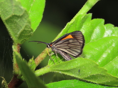 Sangalopsis microleuca