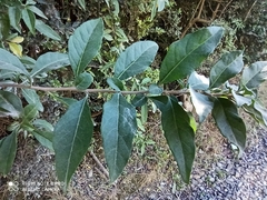 Latua pubiflora