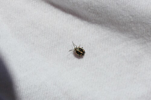 iNaturalist observation photo of Bagrada Bug