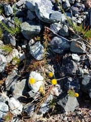 Erigeron reductus angustatus