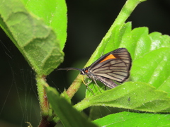 Sangalopsis microleuca