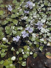 Pontederia diversifolia