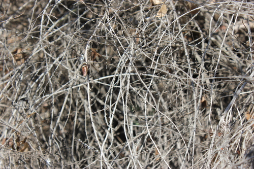 iNaturalist observation photo of Golden-tailed Beebandit