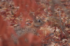 Sylvilagus graysoni